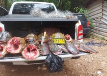 Sema apreende 118 kg de pescado ilegal durante operação na comunidade São Gonçalo Beira Rio
