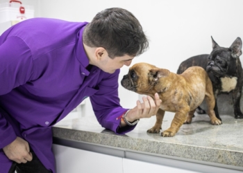Animais resgatados com maus-tratos em condomínio recebem cuidados e passam por cirurgia