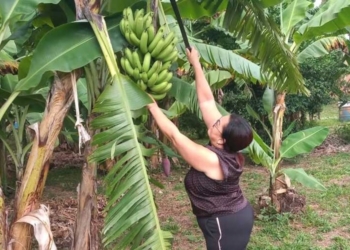 Agricultora familiar colhe frutos de mudas que recebeu do Governo: “Um incentivo para a gente ficar no sítio”