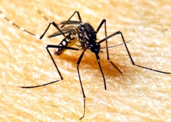 SES elabora plano de contingência para enfrentamento da dengue e outras arboviroses