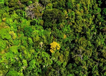 Mato Grosso reduz desmatamento em 74%, aponta Imazon