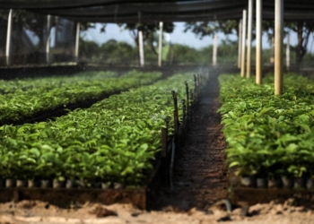 300 mil mudas de café produzidas em parceria entre Governo de MT e Prefeitura de Colniza são distribuídas a municípios