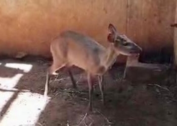Veado-roxo encontrado amarrado é solto pela Sema em Nova Mutum; veja vídeo