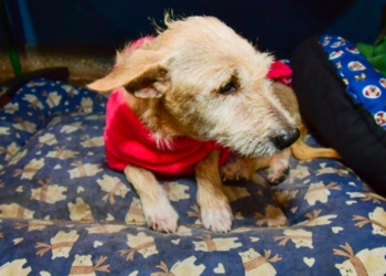 Praça Alencastro abrigará programação da Prefeitura de Cuiabá contra crueldade animal