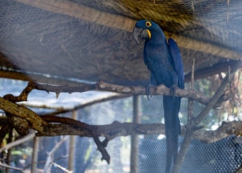 Sema recebeu 356 animais no primeiro trimestre de 2024; 153 já foram soltos