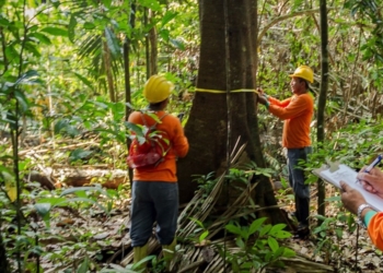 FNBF fortalece representação, promoção do setor e do manejo florestal sustentável
