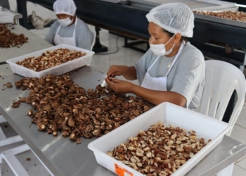Fábrica de castanhas é inaugurada pela Sema no território indígena Zoró