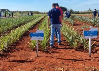 Produção de abacaxi em MT deve avançar com novas espécies sem espinhos e resistentes a pragas