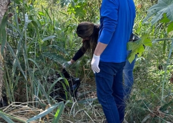 DEMA abre investigação para apurar descarte irregular de animais mortos