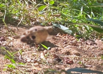 Corpo em avançado estado de decomposição é encontrado em cova rasa
