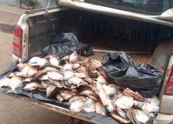 Sema e PM apreendem 45,5 quilos de pescado das espécies pacupeva e piranha em VG