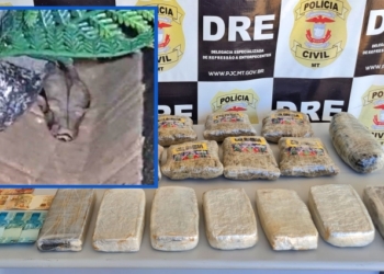 Jovem de 20 anos é preso com tabletes de drogas, dinheiro e uma jiboia