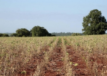 Veja aqui o calendário nacional de vazio sanitário e de semeadura de soja 24/25