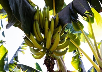 Cultivo da fruta mais produzida em MT é fomentado pelo Governo com entrega de 83 mil mudas só em 2024