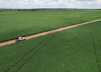 Vazio sanitário da soja começa neste sábado em Mato Grosso