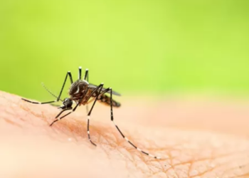 Mulher morre após ser picada por mosquito e contrair vírus ‘paralisante’