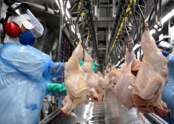 Alta nos preços da carne de frango em setembro reflete demanda e abates recordes