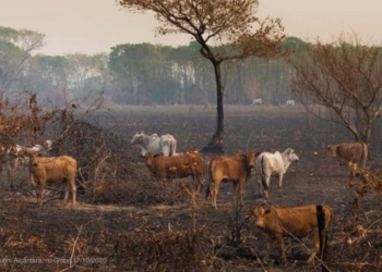 Lei do “boi bombeiro” gera polêmica em Mato Grosso