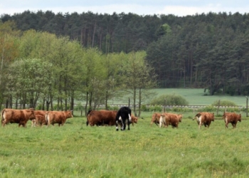 Embrapa desenvolve sistema “boi safrinha” para produção de carne e soja durante a seca