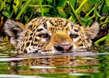 Projeto e parceria articulada pelo Governo de MT visa ampliar área de proteção das onças no Pantanal