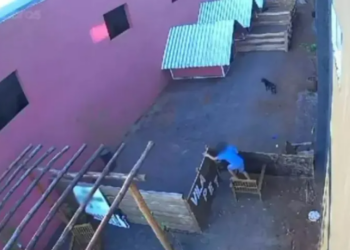 Menino de nove anos invade hospital veterinário e mata 23 animais de pequeno porte