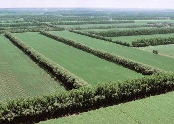 Mercado de terras agrícolas no Brasil passa por transformação com aumento da seletividade e avanço da agricultura