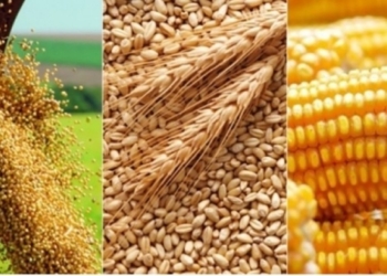 Ministério da fazenda revisa previsão do PIB agropecuário e aponta recuperação em 2025