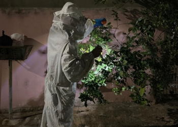 Enxame de abelhas que estava em frente a residência é removido pelo Corpo de Bombeiros