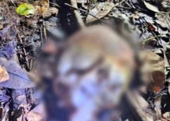 Cadáver em avançado estado de decomposição é encontrado em mata