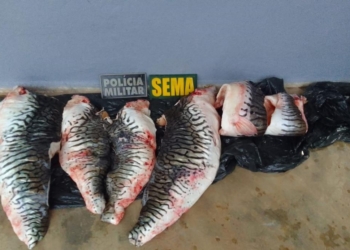Sema e PM apreendem 19 quilos de cachara ilegal na Transpantaneira