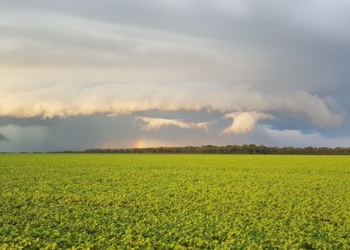 Lei Antidesmatamento europeia é adiada, mas desafios para produtores brasileiros persistem