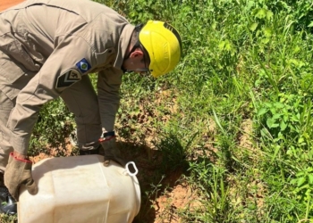 Serpente e filhote de gato são resgatados de locais de risco pelo Corpo de Bombeiros