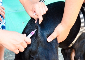 Vacinação antirrábica animal será realizada neste sábado nas regionais Sul e Leste de Cuiabá