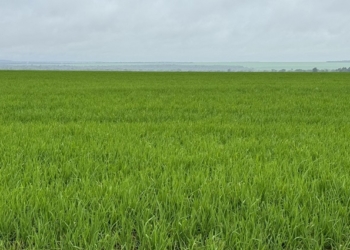 Arroz de terras altas se torna opção atrativa de 2ª safra entre produtores do Norte de Mato Grosso