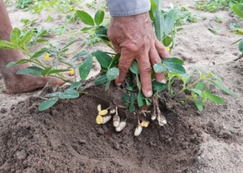 Brasil avança na produção de amendoim e projeta alta de 45,8% na safra 2024/25