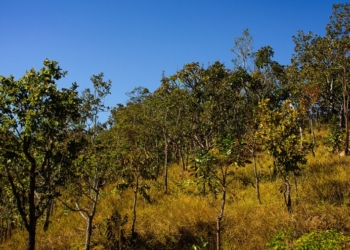 Acordo garante indenização de R$ 2,2 mi por danos ambientais no cerrado