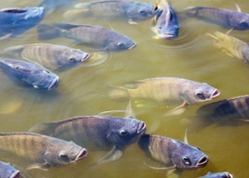 Restrições à pesca durante a piracema visam proteger espécies nativas