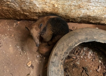 Corpo de Bombeiros resgata cão, porco-espinho e tamanduá-mirim de locais de risco