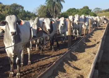 Produção de rações cresce e reforça a competitividade do agronegócio