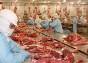 Pressão de oferta e demanda em queda impacta o mercado do boi gordo