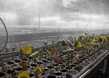 Tocantins projeta receber R$ 2,5 bilhões em créditos de carbono