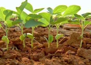 Novembro termina com plantio quase concluído, preços estáveis e mercado lento