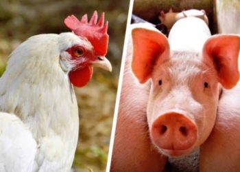 Exportações de carne suína e de frango batem recordes e ganham impulso