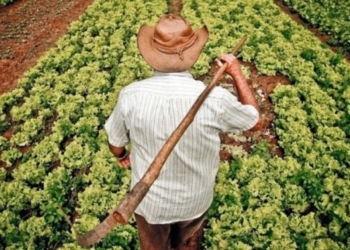 Pequenos produtores vão receber bônus do Programa de Garantia de Preços