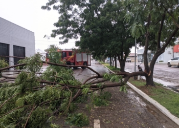 Árvore cai durante chuva nesta quinta-feira e acaba interditando avenida