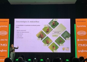 Combate ao percevejo barriga-verde no milho começa na lavoura de soja