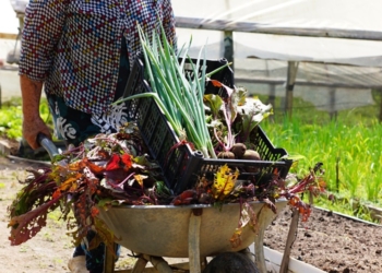 Com apoio da Seaf, Semana da Agroecologia começa nesta terça-feira, em Cuiabá