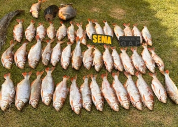 Sema apreende 25 quilos de peixe na região de Rosário Oeste