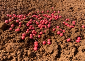 Agro-Sol impulsiona resultados no campo com sementes tratadas que contribuem para a proteção das cultivares
