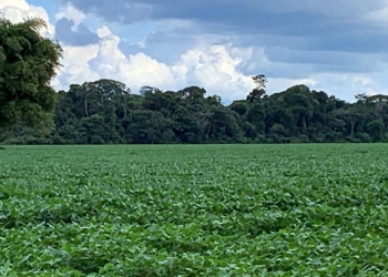 Produção de soja no Nordeste deve crescer 7,5%, aponta Conab